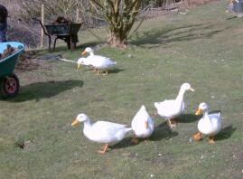 6 ducks in garden