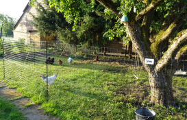 Omlet chicken fencing in garden