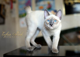 Mekong BOBTAIL kitten blue-point of Cofein Pride, mekong-bobtail.ru, WorldWide shipping of kittens