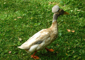 Crested duck in public park