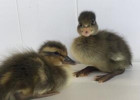 2 day old Trout Runner Ducks