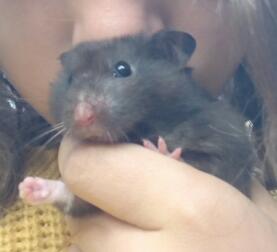 A small black hamster being held by its owner