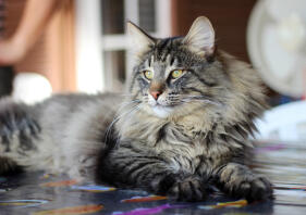 A large brown tabby cat lying down