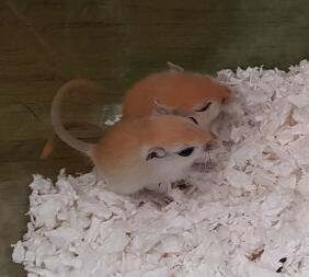 Mack's two gerbil boys