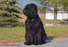 Black russian terrier danik