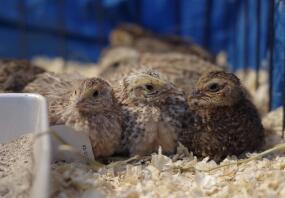 Coturnix quail being casual 