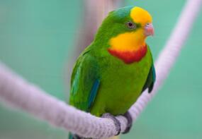 Rio resting in his aviary