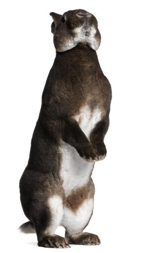 A castor rex rabbit standing tall on it's back legs