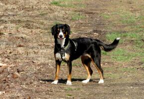 Dog in field