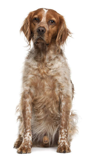 A brown and white coated adult brittany sat to attention