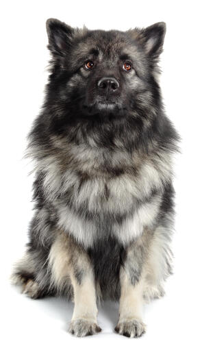 A lovely, soft keeshond sitting neatly, waiting for some attention