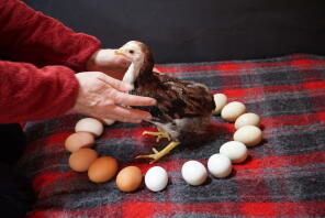 A small aracuna chicken on a blanket surrounded by eggs