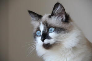 Birman cat