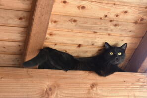 Black cat up high