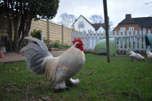 Lavender millefleur booted bantam cockrel