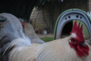 Lavender millefleur booted bantam cockrel