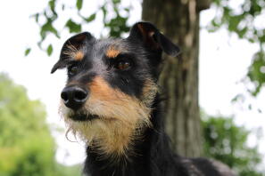 A dog looking about the park.