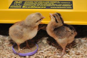 Boy (l) and girl (r) legbar chicks