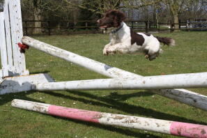 flying over horse jumps 