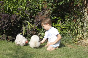 feeding a white frizzle