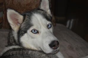 Close up of husky