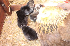 broody with her five little devil's