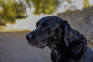 Watching birds 