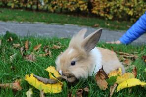my rabbit autumn playing when its autmn!xx