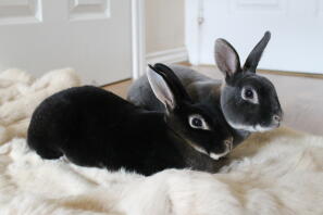 Nova and Ludo our Mini Rex buns