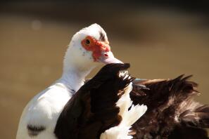 muscovy