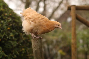 Buffy, the young Buff Orpington