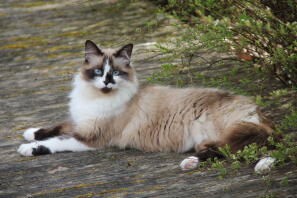 Ragdoll cat laying down