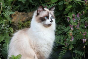 Ragdoll cat