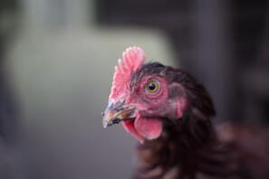 Rhode Island Red eye