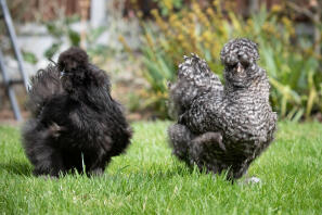 a black silkiie and grey silkie