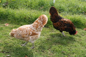 Chamois and Gold Spangled Thuringian bantams