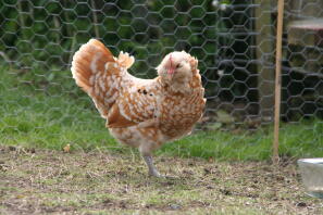 Chamois Thuringian bantam