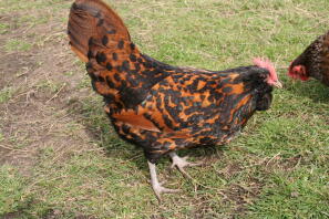 Gold spangled Thuringian bantam