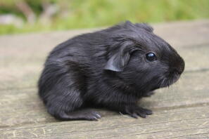 Smooth plain hairs of the wild west guinea pigs