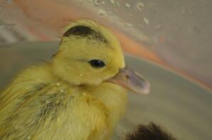 duckling