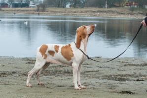 A white dog with brown spots on a walk by a river