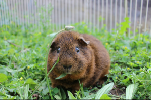 Guinea pig in run