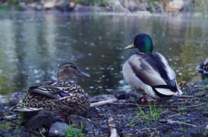 Two mallards sitting next to the water