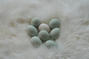 Green eggs from Rumpless Araucana