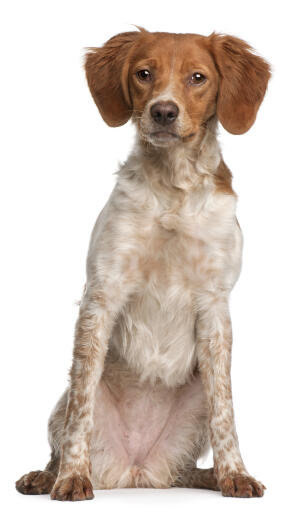 A brittany bitch sitting, showing off it's beautiful, red ears