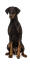 A beautiful female doberman pinscher sitting tall