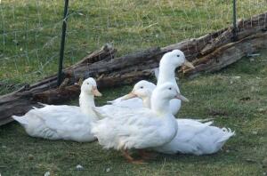 Aylesbury Ducks