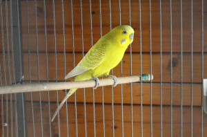 Budgie in cage