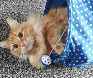 Lola playing in her tunnel