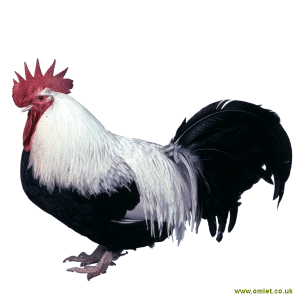 Dorking For Sale Chickens Breed Information Omlet